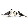 Offord & Sons | Saturno Silver Enamelled Bird Swallows