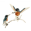 Saturno Kingfishers on a branch